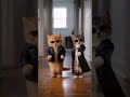 Lol 🫶😊 #tiktok #cat #ai