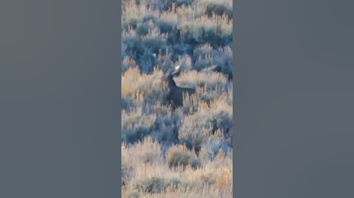 Qorli o‘rmonda boshga urilgan kiyik!#HeadshotHunting#UzbekHunter #WildHuntUz#NatureAndHunt