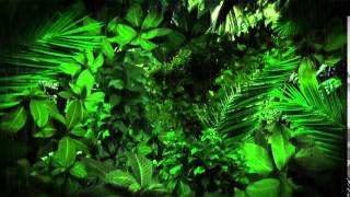 Rainforest Scene