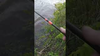 1 1/2  pound Blue Catfish On Beef Liver #bankfishing #catfishing #spring#fyp