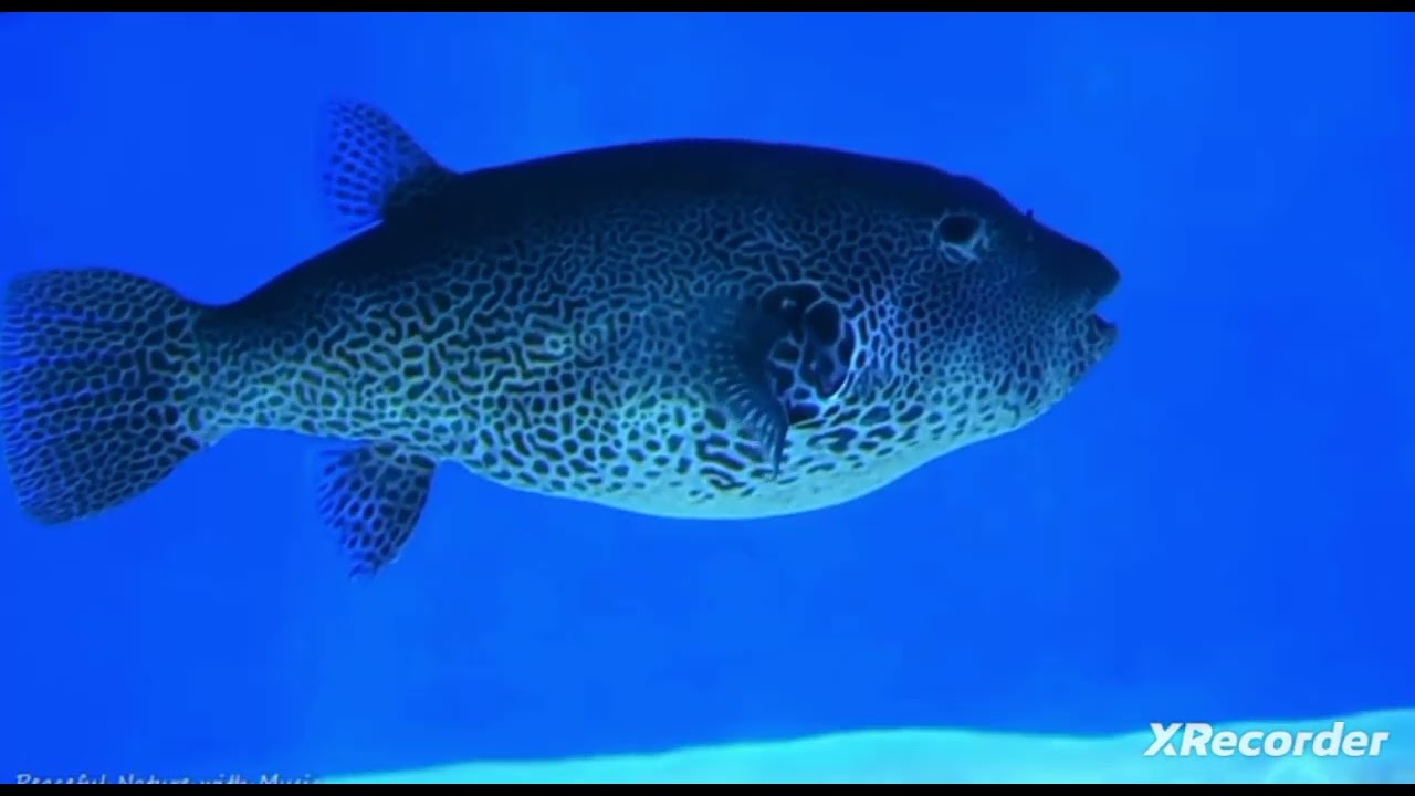 Kryon ♡ Discovery of Self Part 13 ♡ Egpyt '22 Tour ♡ WADUI AL-SEBUA - Upper Nile ♡