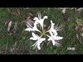 彼岸花いろいろ（Lycoris radiata）