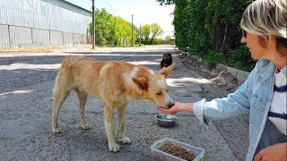 Woman Met This lovely Stray Dog and He Fell in Love with Her