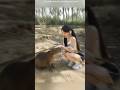 This Giant Rat Is Bigger Than a Cat! 😱🐀#facts #ytshorts #trending #animals