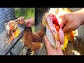 Como degoLlar y desplumar una gallina o pollo para comer | COMO LIMPIAR UNA GALLINA