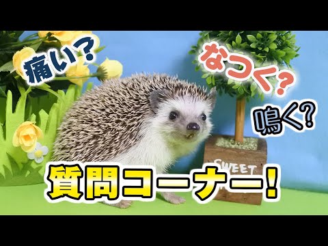 【ハリネズミの質問コーナー】飼ったことのない人からよく聞かれることに答えます！