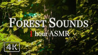 100% RELAX Dreamlike Escape with Forest Birds Sounds | 4K HDR