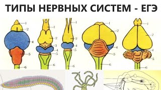 ТИПЫ НЕРВНЫХ СИСТЕМ - ЕГЭ