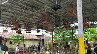 Sirtu senaiper ngamuk digantangan langsung ditawar 1jt sama juragan momok.