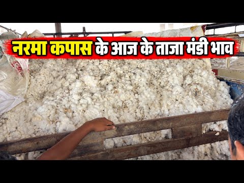नरमा कपास का आज का ताज़ा मंडी भाव 👌| Narma Kapas ka taja mandi bhav
