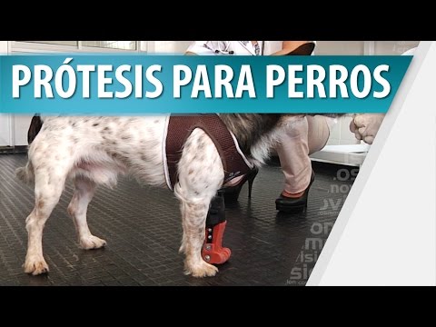 Video: Las Prótesis Hacen Que Un Perro Amputado Cuádruple Vuelva A Ponerse De Pie
