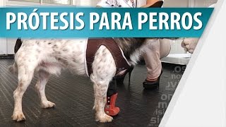 Empleado incluir dilema Prótesis Para Perro Cambia su Vida - YouTube