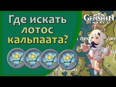 Где искать Лотос кальпалата? | Genshin Imapct