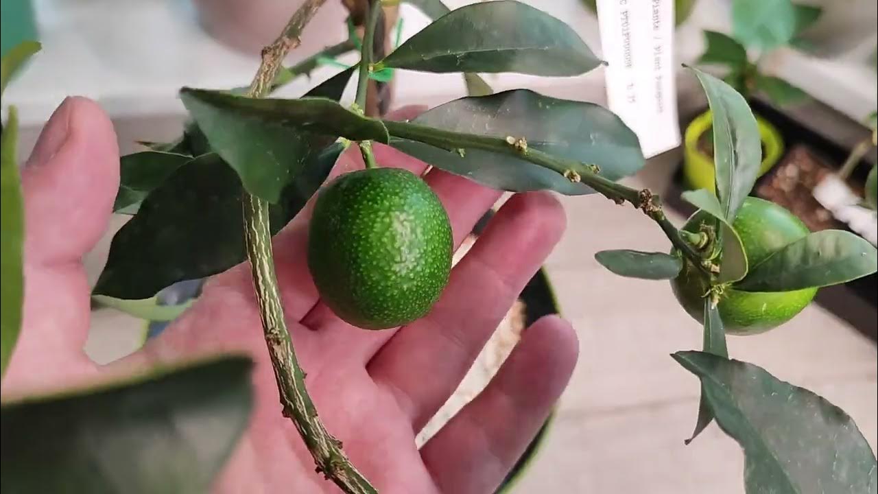 Кумкват Мейва. Январь 2024 - YouTube