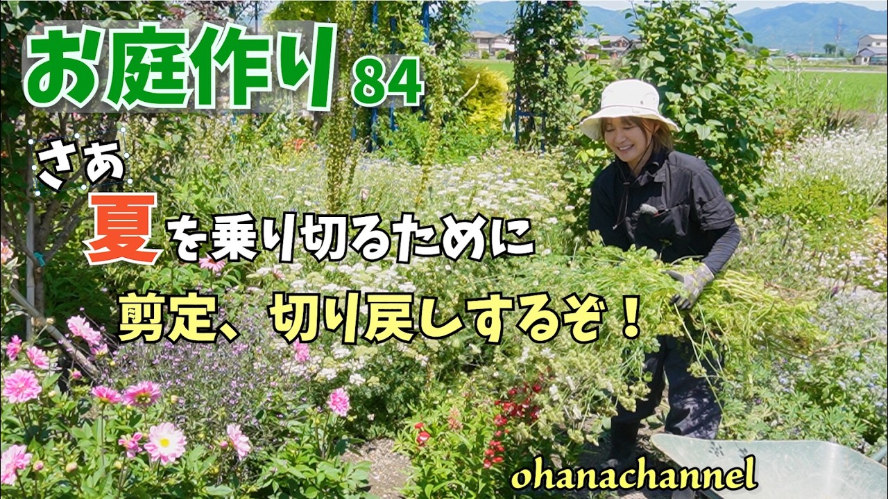 【庭作り 84】夏を乗り切るために、剪定、切り戻しするぞ!オオデマリ、ビバーナム、梅花ウツギなど樹木の剪定、バラ、バーベナ、増えすぎた1年草の抜き取りなど