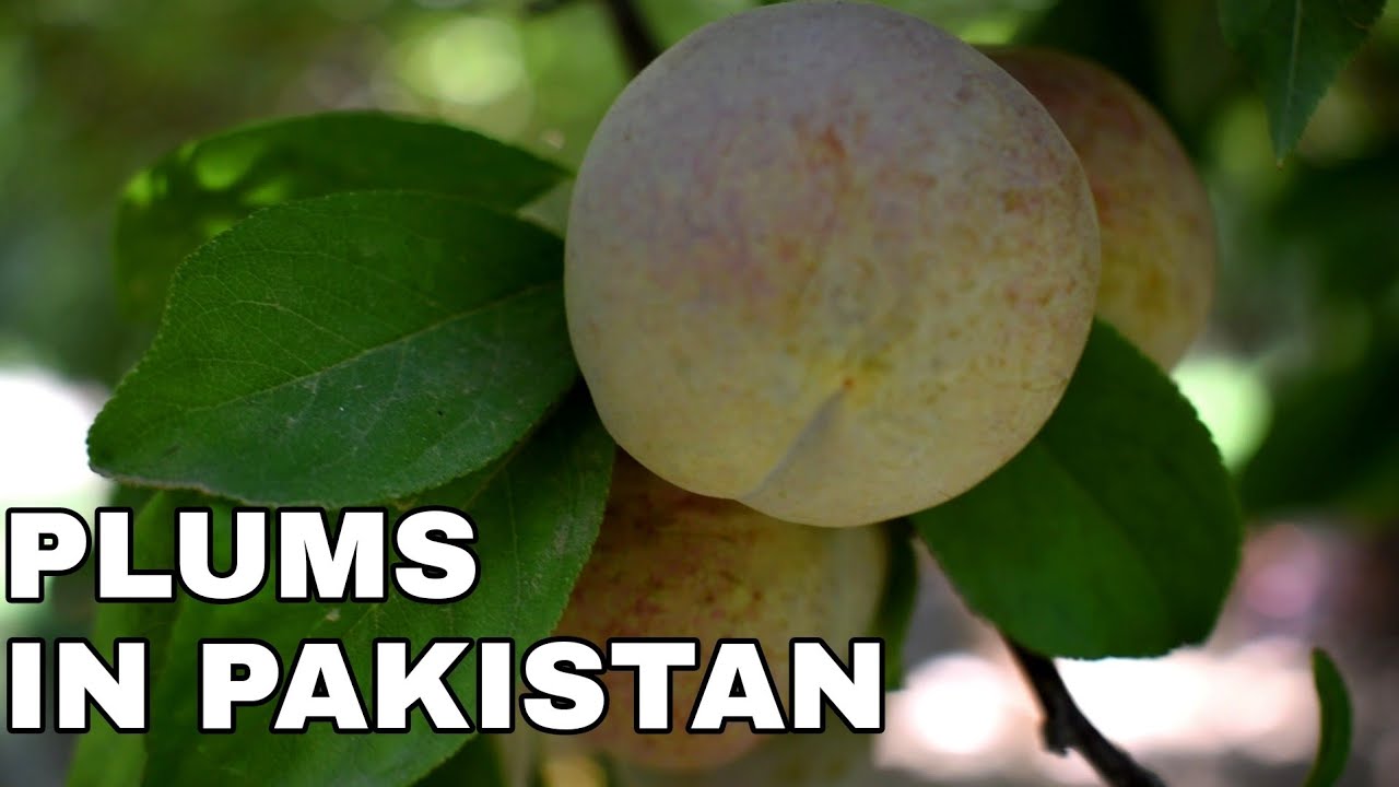 Plums in Pakistan Harvesting Plum Pakistan Exports Fruits of