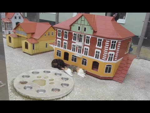 Город котов - Зеленоградск.