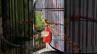 Sogon Trotol Materi Prenjak Betina