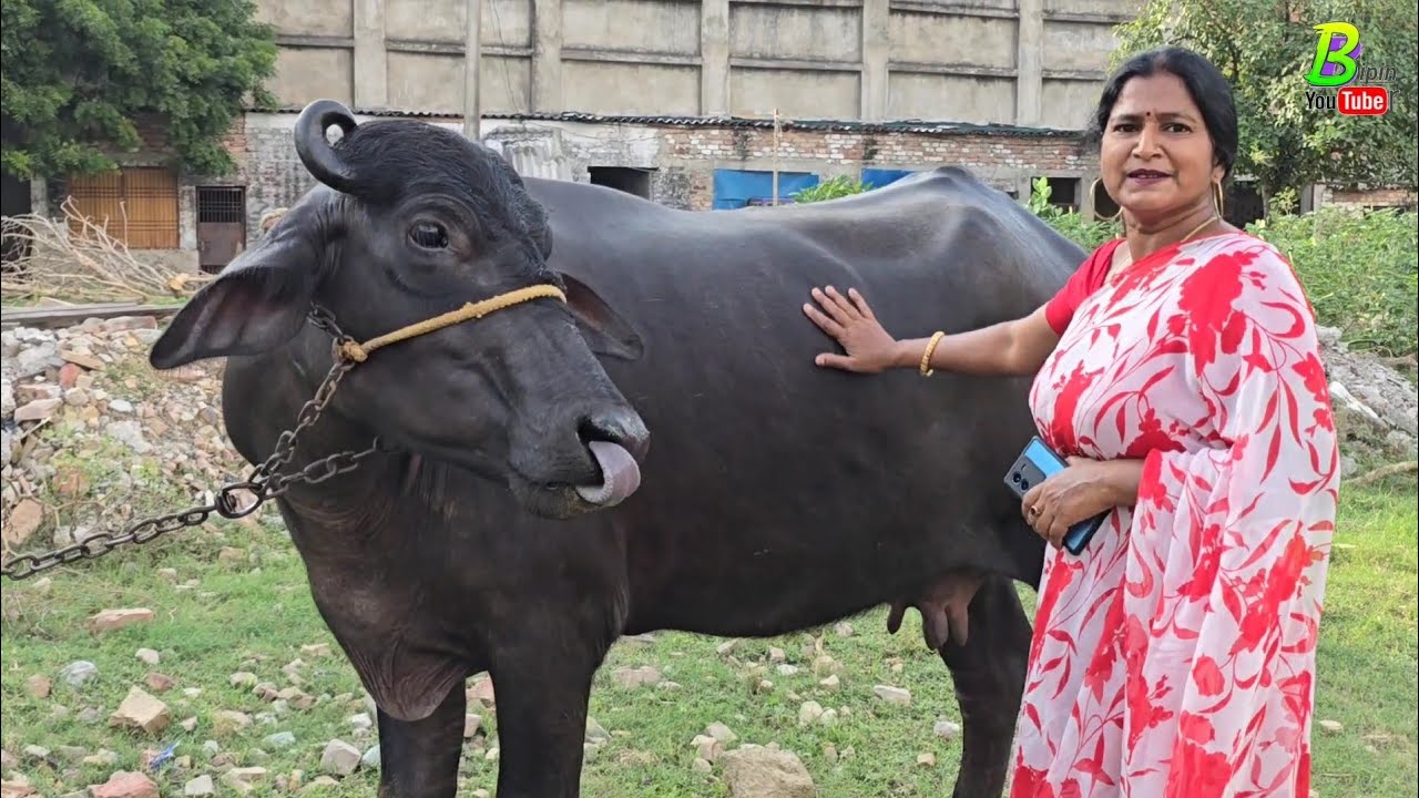 #बनारस में महिला पशु पालक के पास एक साथ कई #मुर्रा भैंस बिकाऊ है | Buffalo for Sale in Uttar Pradesh