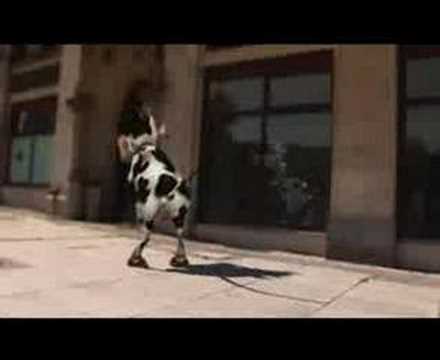 Video: Krava! Smaguma Meklējumi
