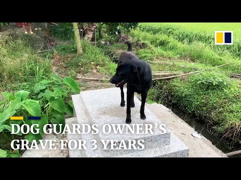 Dog in Vietnam guards owner’s grave for three years