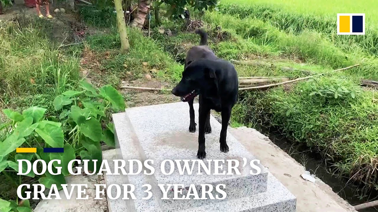 Dog in Vietnam guards owner’s grave for three years YouTube