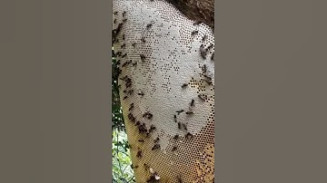 thật may mắn đã gỡ được tổ ong rừng