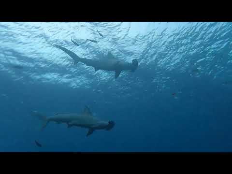 伊豆大島　ケイカイ　ハンマー