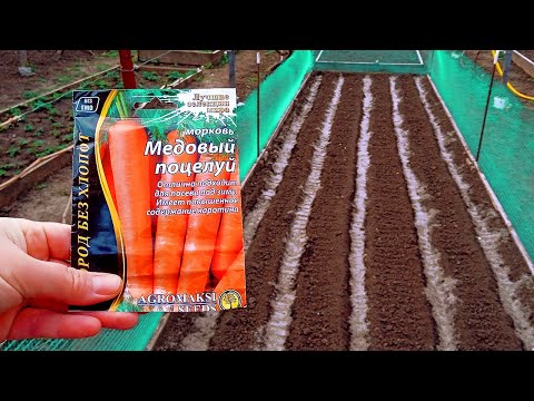 ПРОБЛЕМА СО ВСХОДАМИ МОРКОВИ? ПОСЕЙТЕ ТАК!