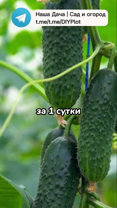 Огурцы оживут в августе. Продлить плодоношение #сад #урожай #дача #сад ...