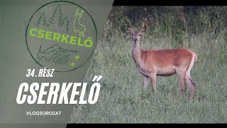 Cserkelő Vlog 34. rész - Néhány apró tanács a terelővadászathoz