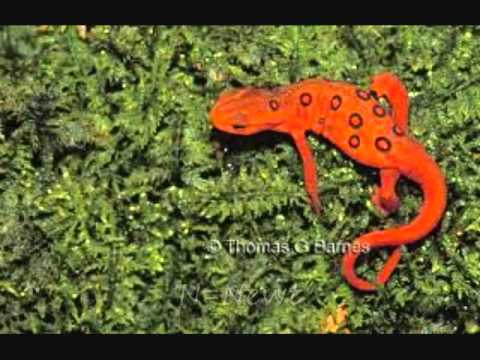 ASL ABC Animals.wmv