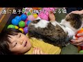 3歳の息子に抱きしめられても全く動じない猫