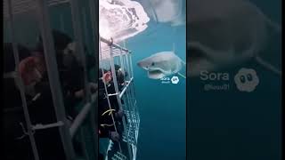 Top 3 SCARIEST Animal Close Calls 🐻🐊 #shorts