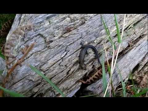 Common/ Viviparious Lizard (Lacerta vivipara)