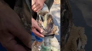 #farrier #horse #hoofcare #hoof #trimming