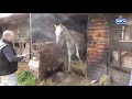 Warning - Distressing footage. RSPCA Arab horse case rescue