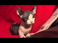 Alchemy the Dwelf kitten の動画、YouTube動画。