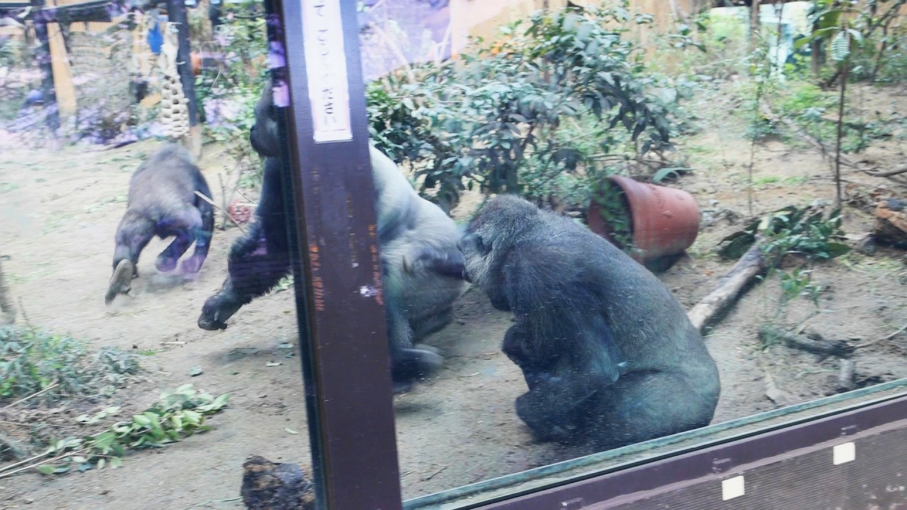 Even When She's Angry, She's Still Mom — Genki's Loving Rescue for
