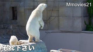 Polar Bears in early summer ホッキョクグマ親子ダイジェスト