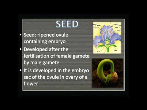 Video: Mordovnik - Useful Properties, Use Of Seeds, Composition