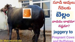 సూడి పశువులకు బెల్లం వాడవచ్చా? | Is Jaggery be fed to Pregnant Buffaloes and Cows Telugu