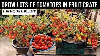 How to Grow Tomatoes at Home | In Fruit/Vegetable Crate