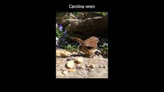 👀 Cats love to watch wrens hop and run about #birds #birding #birdwatching  #cattv #videosforcats by Zen Cat TV 13 views 2 days ago 13 seconds