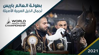 تغطية بطولة العالم باريس 2021 لجمال الخيل العربية الأصيلة - نتائج ولقاءات