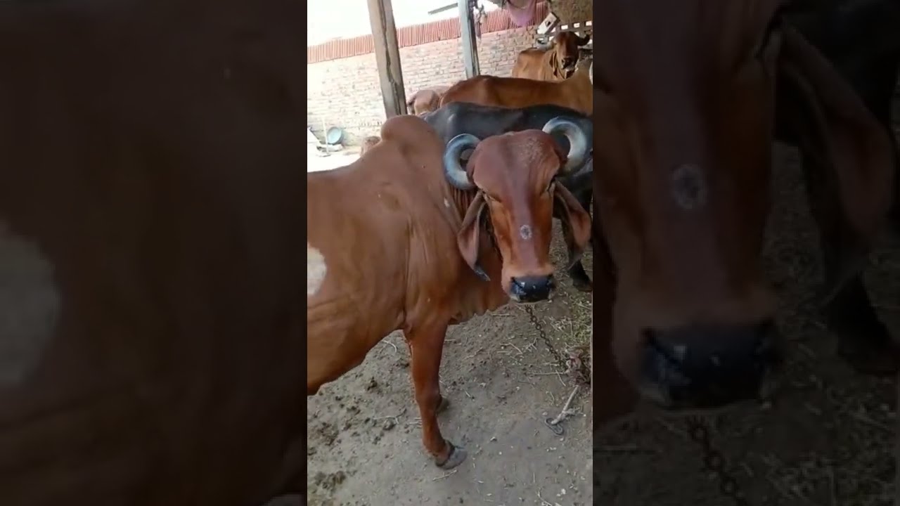 gir gay for sale  95372 33757