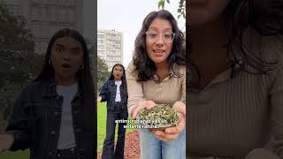 Tres plantas medicinales beneficiosas para tu salud
