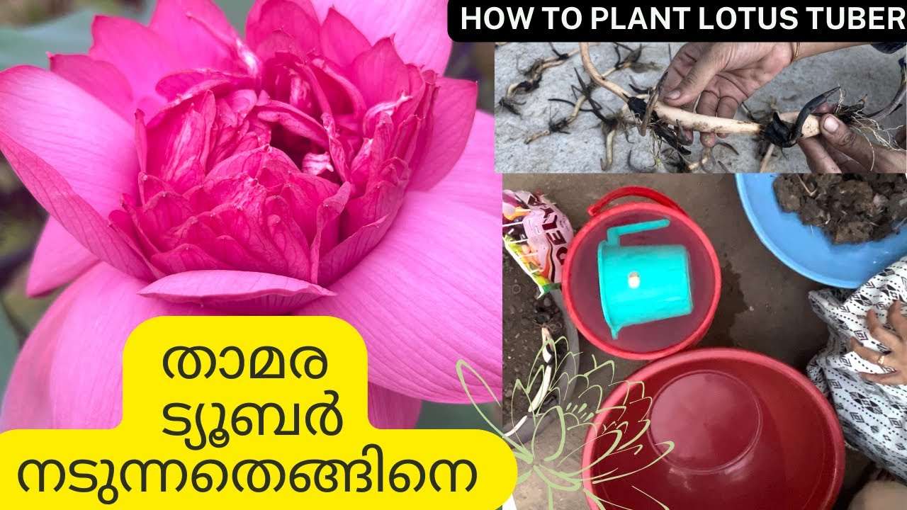 താമര ട്യൂബർ നടുന്നതെങ്ങിനെ | How to plant lotus tuber