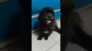 may talent ang cute shihtzu namin #shihtzu #viral #dog #video #talent