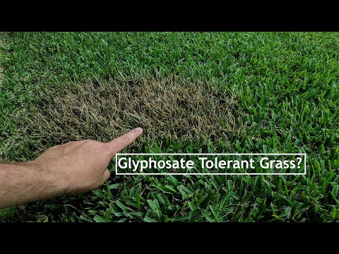 Video: Informace o St. Augustine Grass